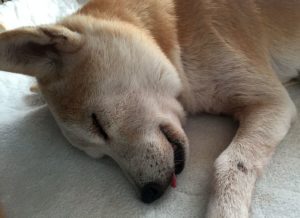 予知夢は本当にあるのか?ていうか何度か見てるよ…