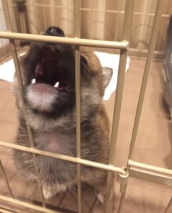 2歳くらいなら犬の方が偏差値高い
