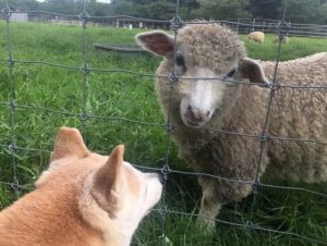 犬はいつも笑っているし世の中もナメている