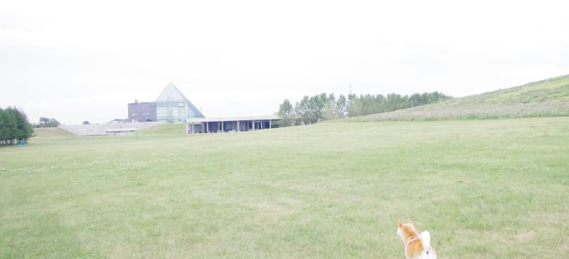 犬と暮らす家 間取りの工夫 アイデアご紹介