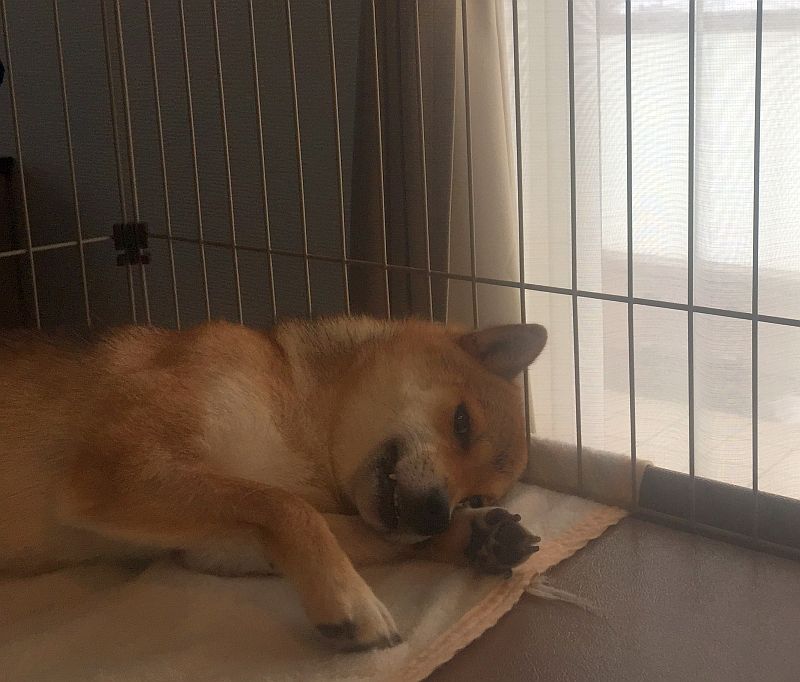 一部の日記を別ブログに移しました