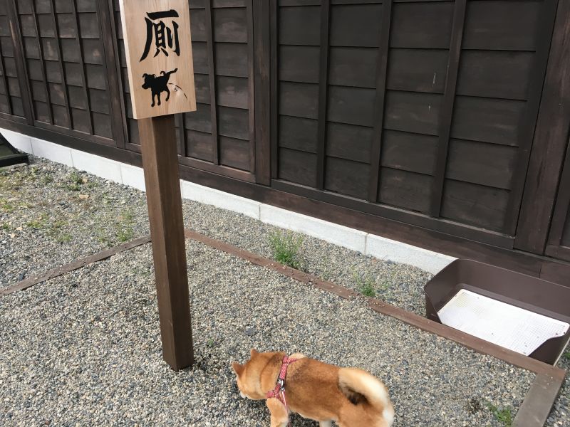 日光江戸村は予想を完全に裏切る面白さ 春のわんにゃん祭