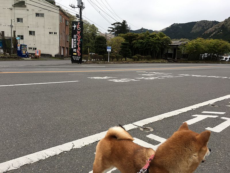 日光江戸村は予想を完全に裏切る面白さ 春のわんにゃん祭