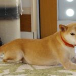 ウインクする犬は実在した