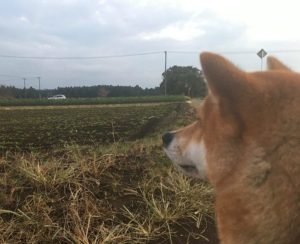 野良猫に噛まれると死ぬよ!(タヌコさんが猫に噛まれた話)