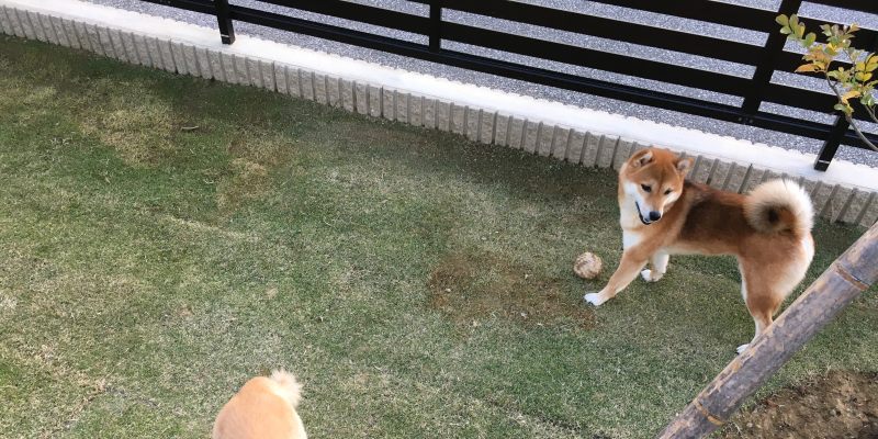 犬と暮らす家 計画 遂に完結 犬に感想を聞いてみた 笑