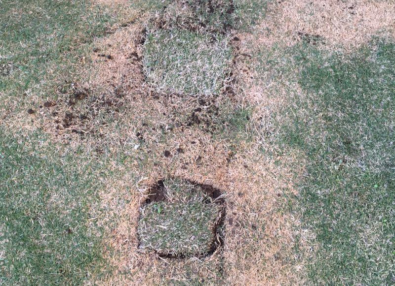 芝生が部分的に枯れる原因 タヌコロリで芝コロリ 笑