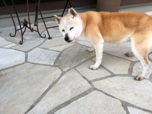 犬流、病気の治し方