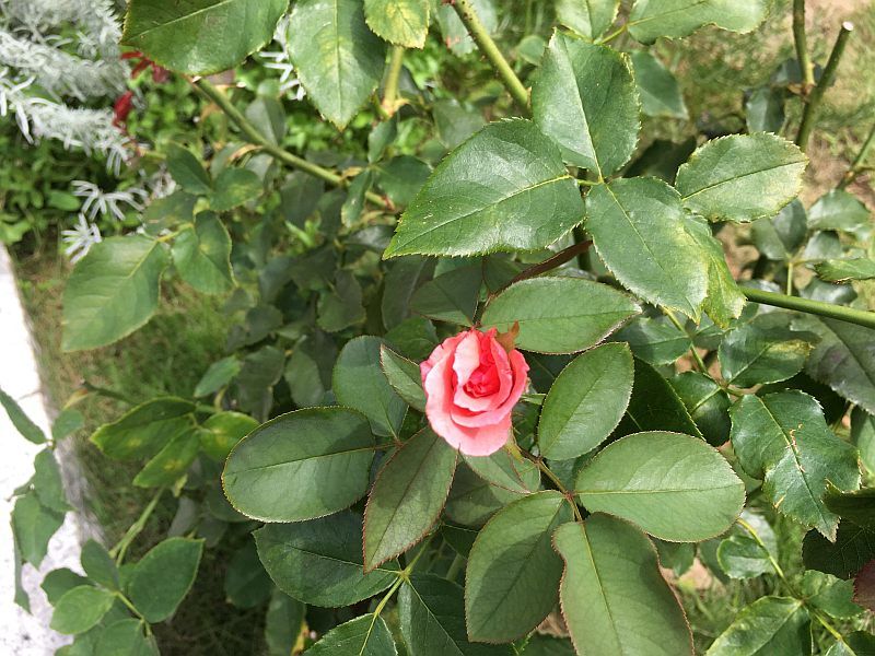 バラが初心者には難しい理由がわかった 京成バラ園に行ってきた バラが初心者には難しい理由がわかった 京成バラ園に行ってきた