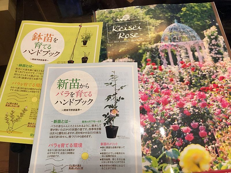 バラが初心者には難しい理由がわかった 京成バラ園に行ってきた バラが初心者には難しい理由がわかった 京成バラ園に行ってきた
