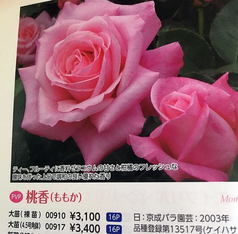 バラが初心者には難しい理由がわかった 京成バラ園に行ってきた バラが初心者には難しい理由がわかった 京成バラ園に行ってきた