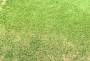⑥田舎暮らしするなら「刈払機」は必須アイテムです!