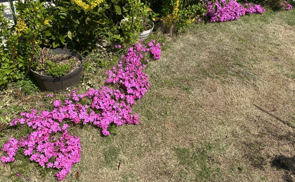 雑草対策にグランドカバーを植えたらこうなった