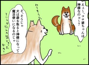 犬は歳をとると人の話を聞かない