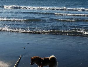 体感で地震予知はできるのか?