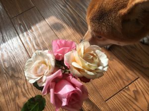 初めてバラの冬剪定をやってみた!