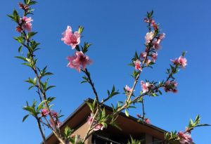我が家の春に花の咲く木