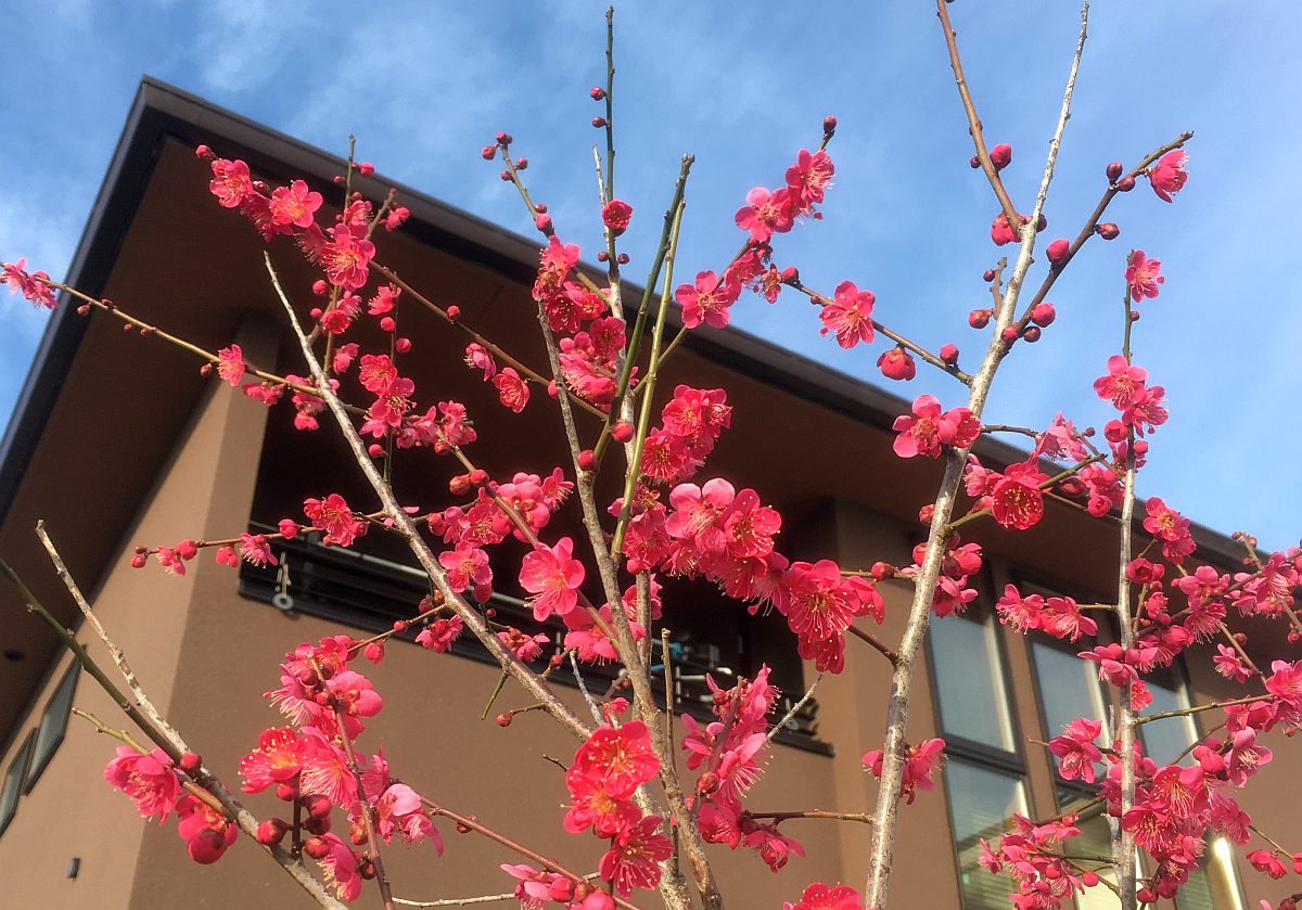 我が家の春に花の咲く木