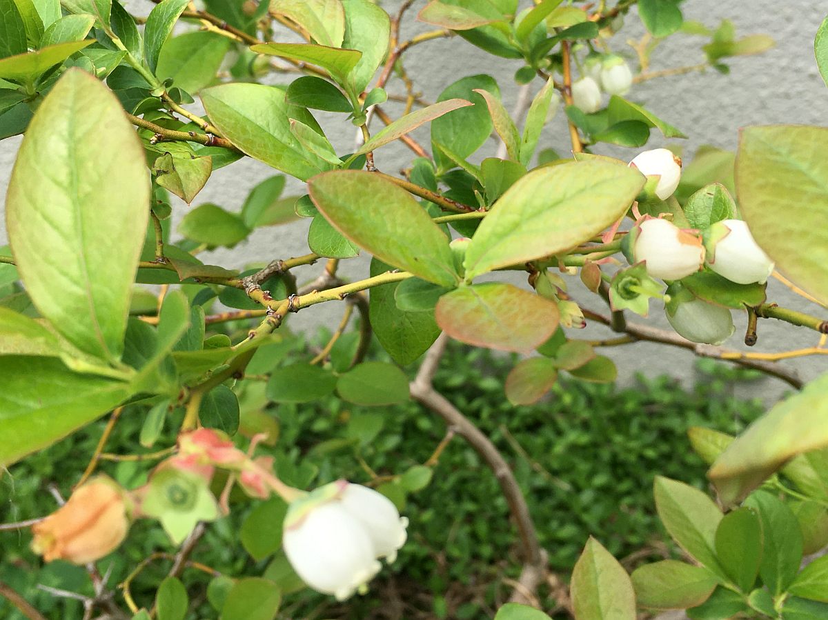 庭に実のなる木を植えよう