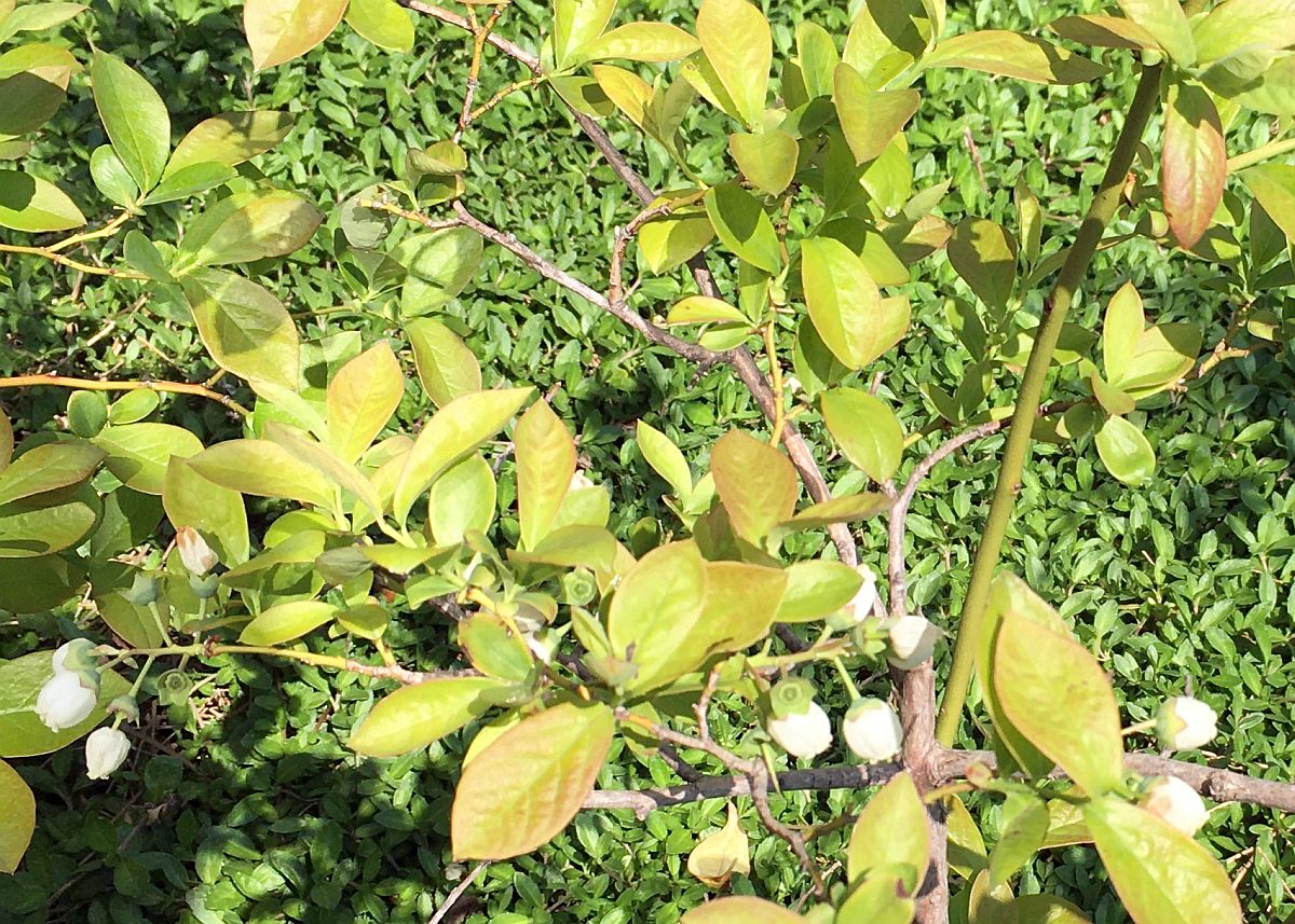 庭に実のなる木を植えよう