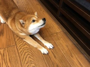 アセンション来る来る詐欺