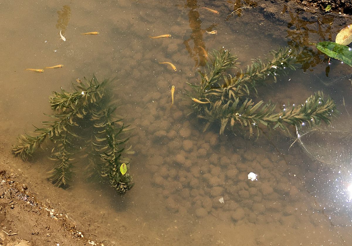 池にメダカと水草を投入しました