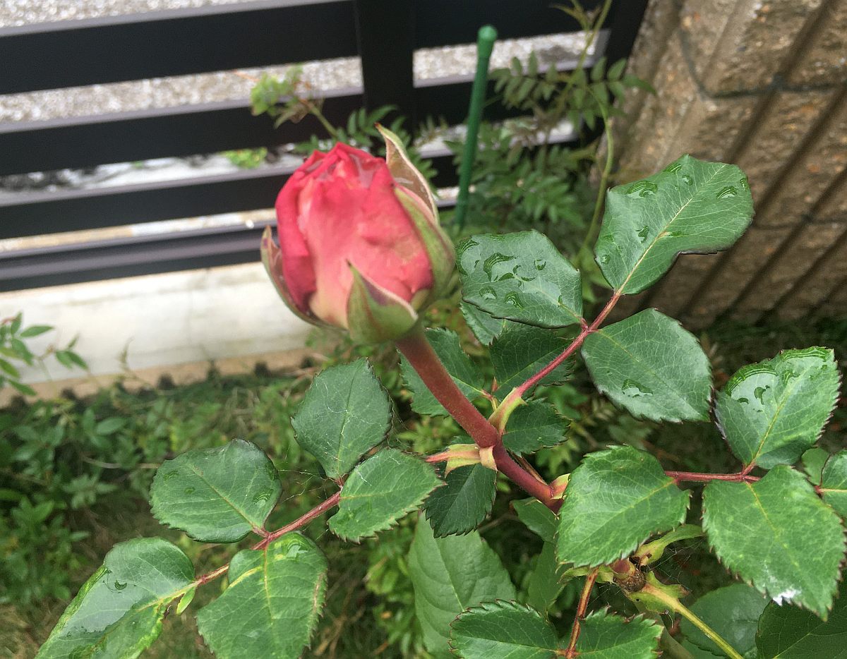 我が家のバラの種類と楽しみ方