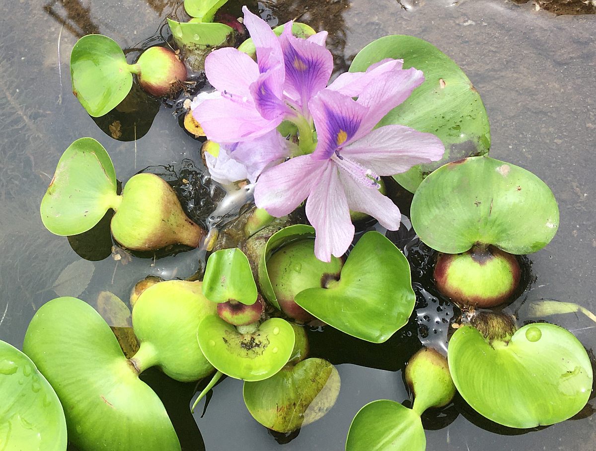 植えてはいけない植物を植えてみた結果こうなった
