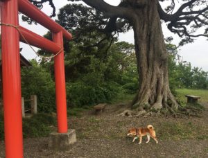 日蓮の予言