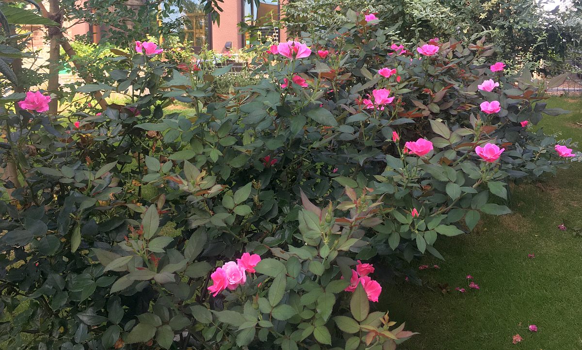 バラの葉っぱが落ちてスカスカになるのを防ぐ方法