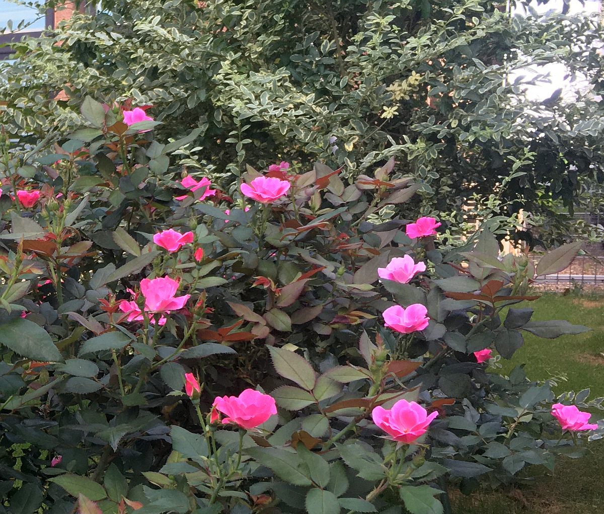 バラの葉っぱが落ちてスカスカになるのを防ぐ方法