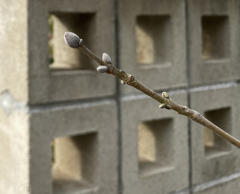 クリスマスイルミネーションの飾り方と飾る勇気 笑