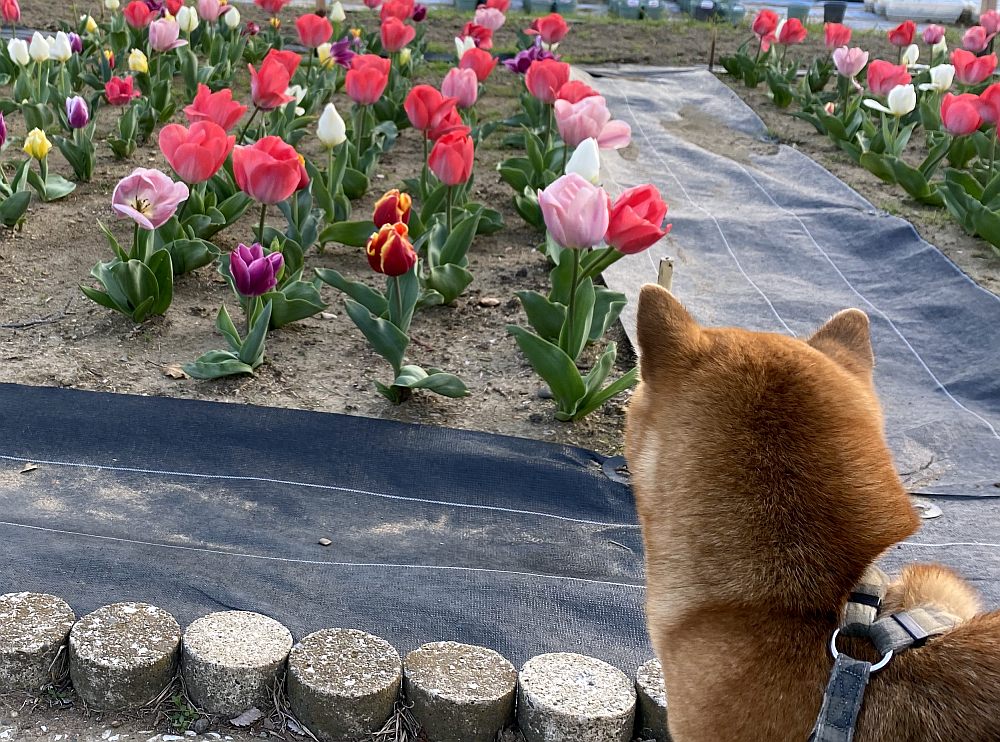 ハゴロモジャスミンの花が咲かない件