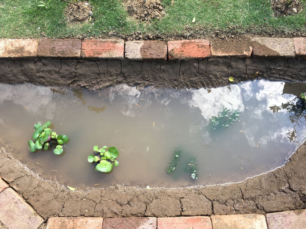 庭のdiy池のメンテナンス