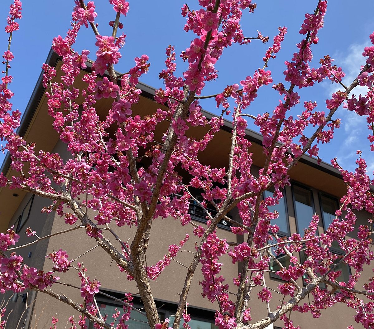 桃と桜が咲いた（3月末日）