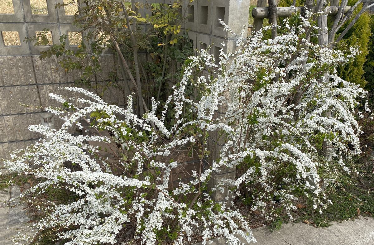 ユキヤナギの剪定