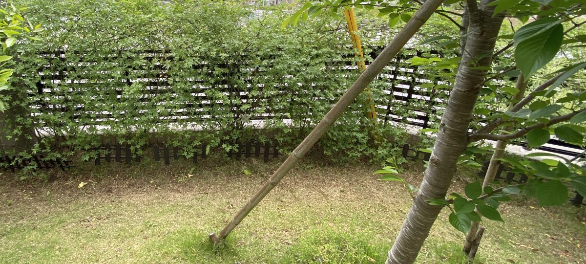 ワッサワサのモッコウバラの強剪定